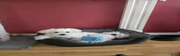 Maltese dogs for sale: Max & Mickey two beautiful Maltese puppies  - Advert 5