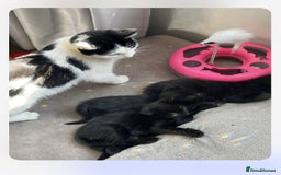 Mixed Breed cats for sale: Beautiful kittens, little panthers  - Image 6