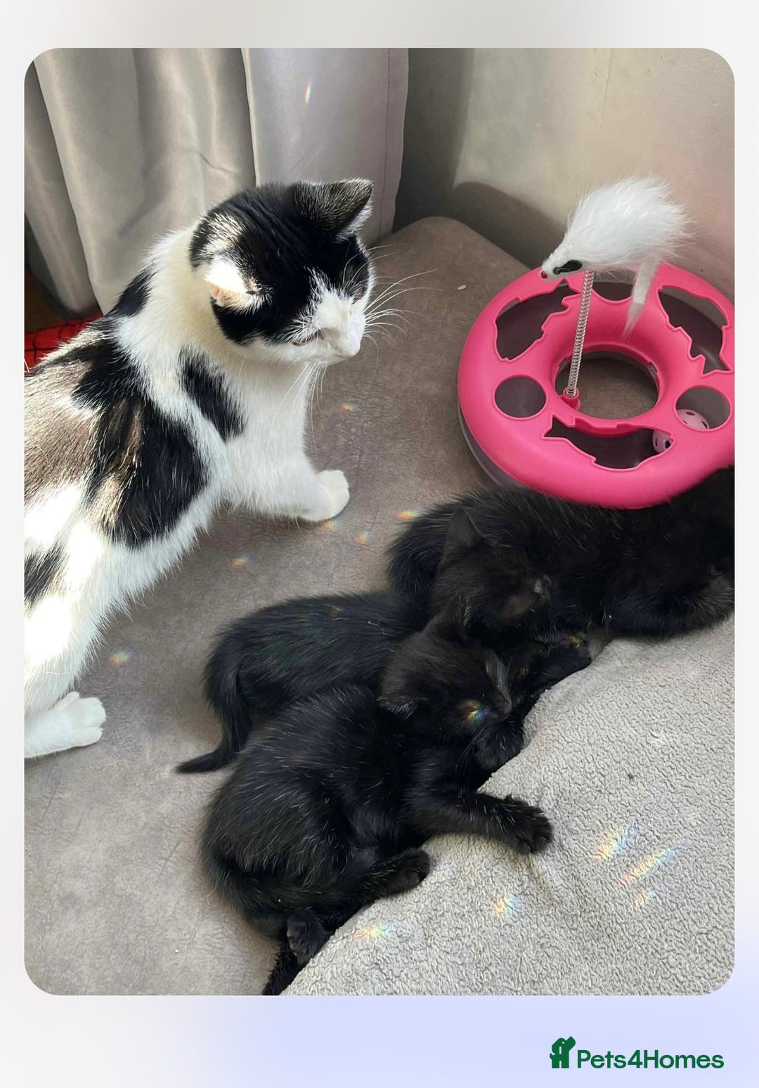 Mixed Breed cats for sale: Beautiful kittens, little panthers  - Image 6