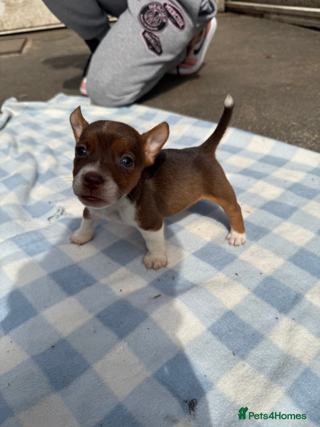 Jack Russell dogs for sale: Jack Russel Puppies For Sale  - Image 6