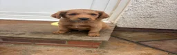 Labradoodle dogs for sale: Labradoodle (Double Doodle) - Advert 2