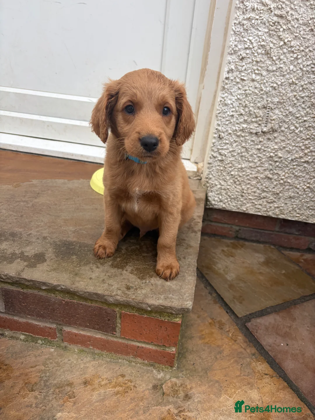 Labradoodle dogs for sale: Labradoodle (Double Doodle) - Advert 2