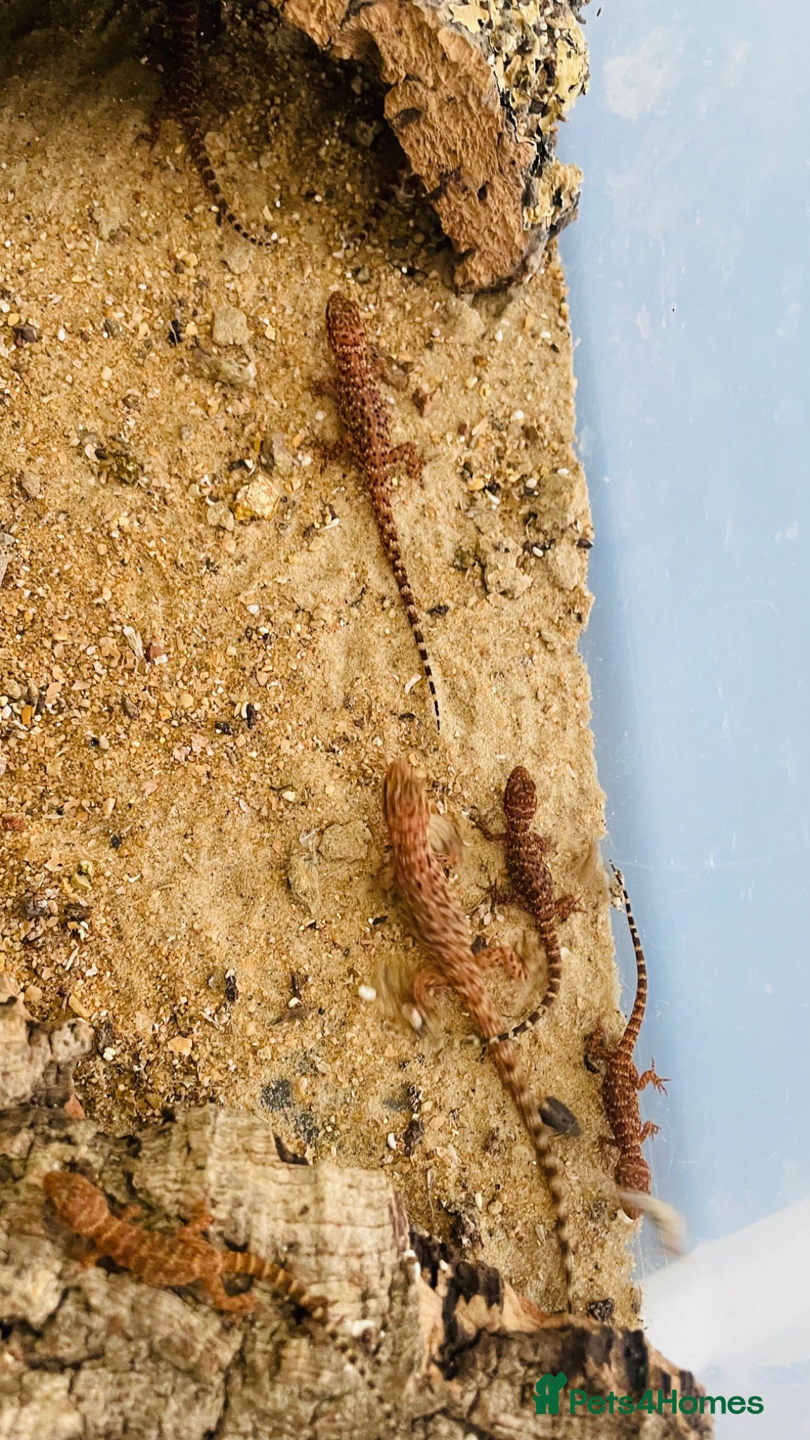 Gecko reptiles Bynoe Geckos🦎 “Heteronotia  binoei “ CB26   - Advert 5