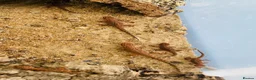 Gecko reptiles for sale: Bynoe Geckos🦎 “Heteronotia  binoei “ CB26   - Advert 1