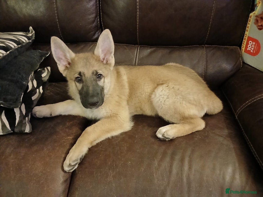 German Shepherd dogs for sale: Beautiful German Shepherd Puppies - Image 32