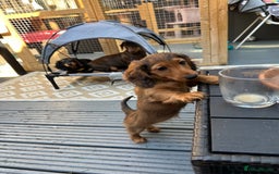 Dachshund dogs for sale: KC Registered Quality Mini Dachshunds long hair  - Image 1