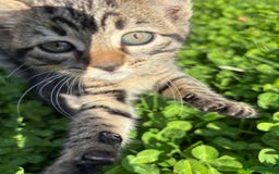 Mixed Breed cats for sale: Beautiful tabby kittens - Image 1