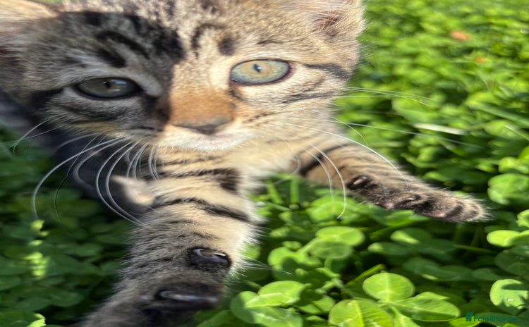 Mixed Breed cats - Advert 4