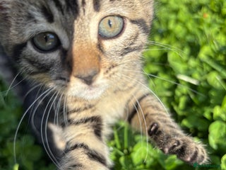 Mixed Breed cats - Advert 19