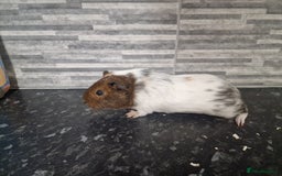 Guinea Pig rodents for sale: Female baby guinea pigs ready now - Image 6