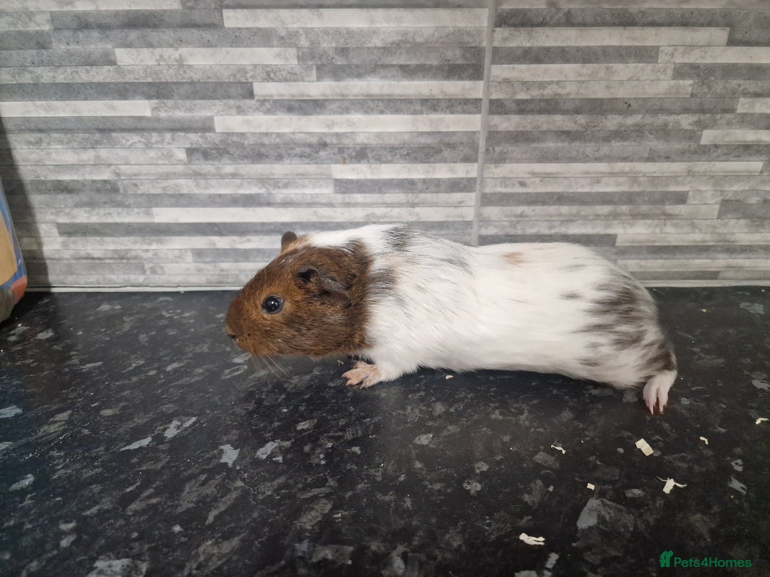 Guinea Pig rodents for sale: Female baby guinea pigs ready now - Image 6