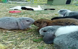 Mini Lop rabbits for sale: Beautiful Mini Lop Bunnies available  - Image 5