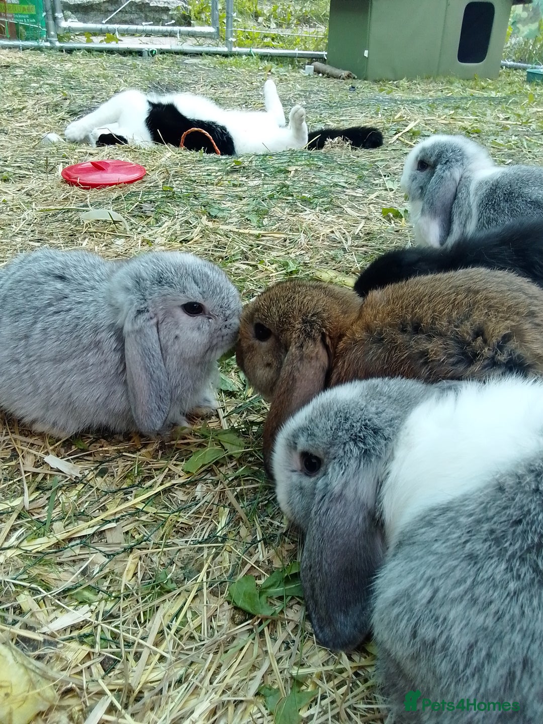 Mini Lop rabbits for sale: Beautiful Mini Lop Bunnies available  - Image 5