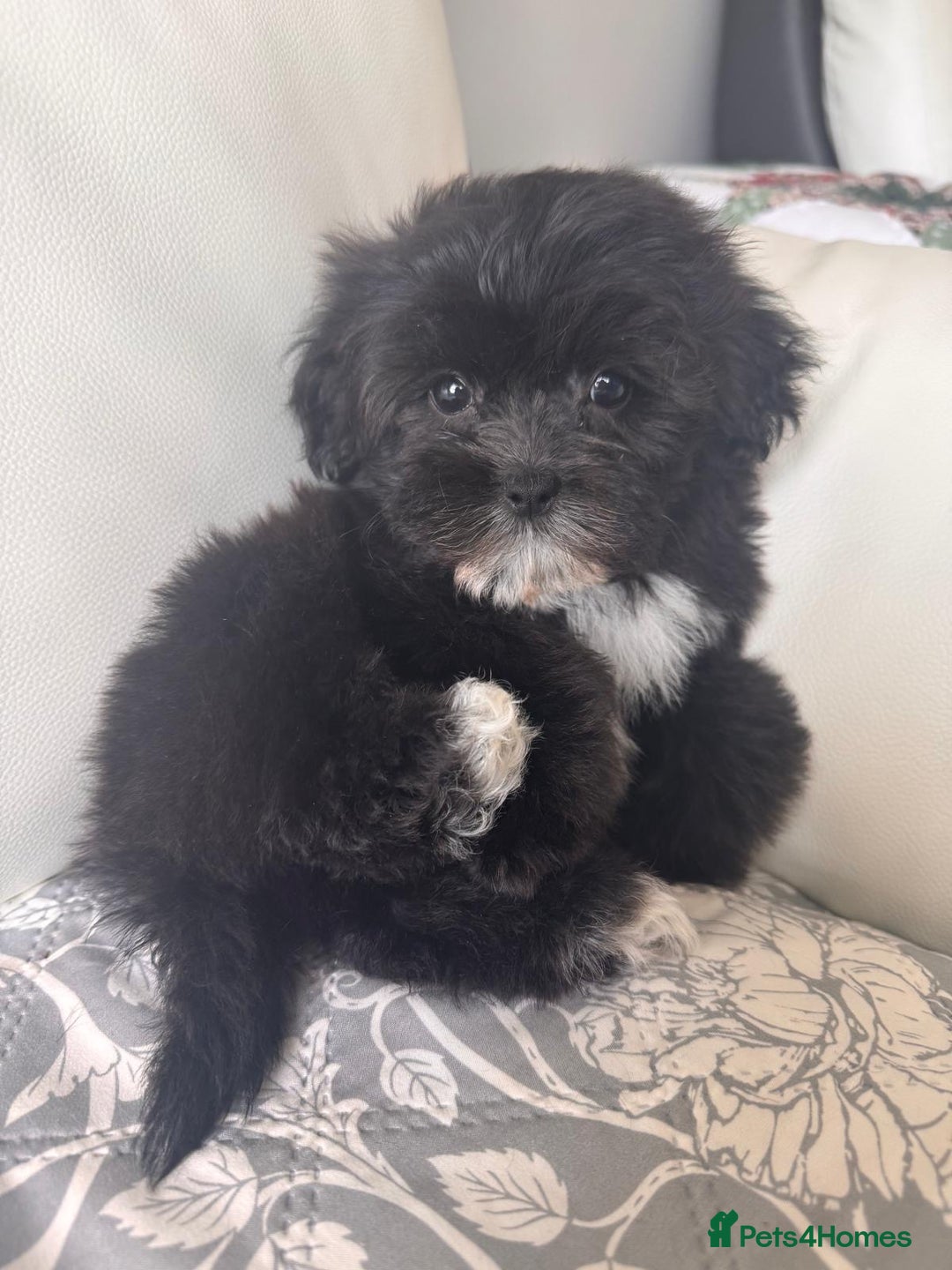 Shihpoo dogs for sale: Shihpoo  - Image 1