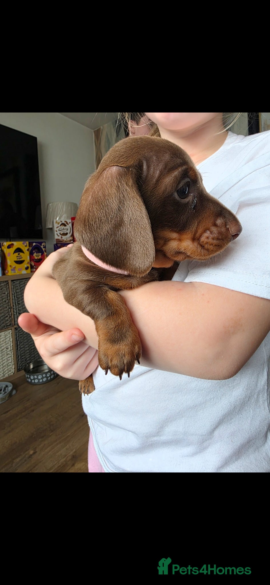 Miniature Dachshund dogs Miniture dachshund  - Advert 17