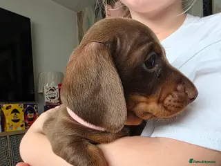 Miniature Dachshund dogs Miniture dachshund - Advert 17