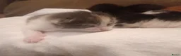 American Shorthair cats for sale: 6 gorgeous mix breed kittens  in Stafford - Advert 10