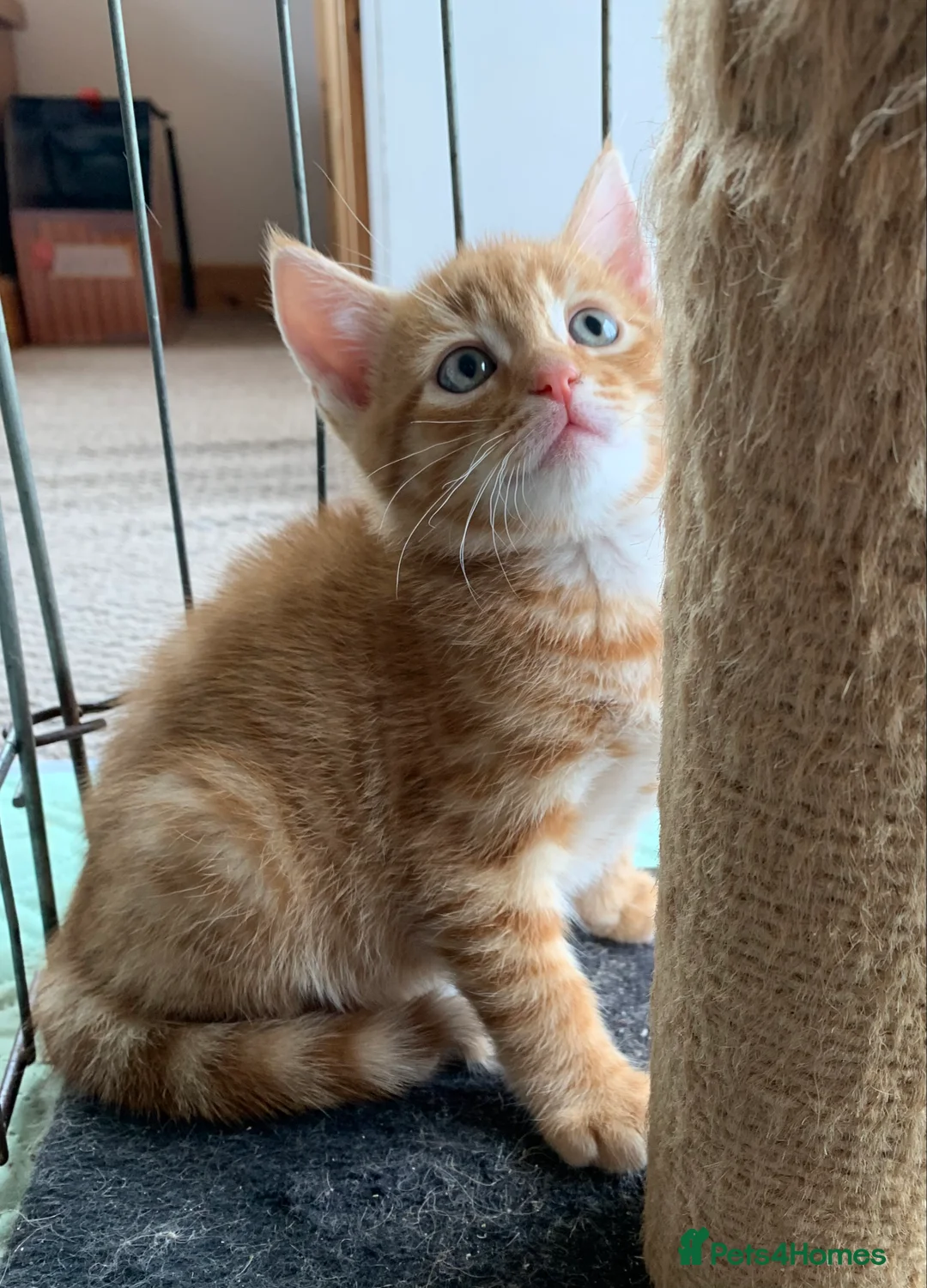 Mixed Breed cats for sale: Gorgeous kittens ready for new homes! - Advert 2