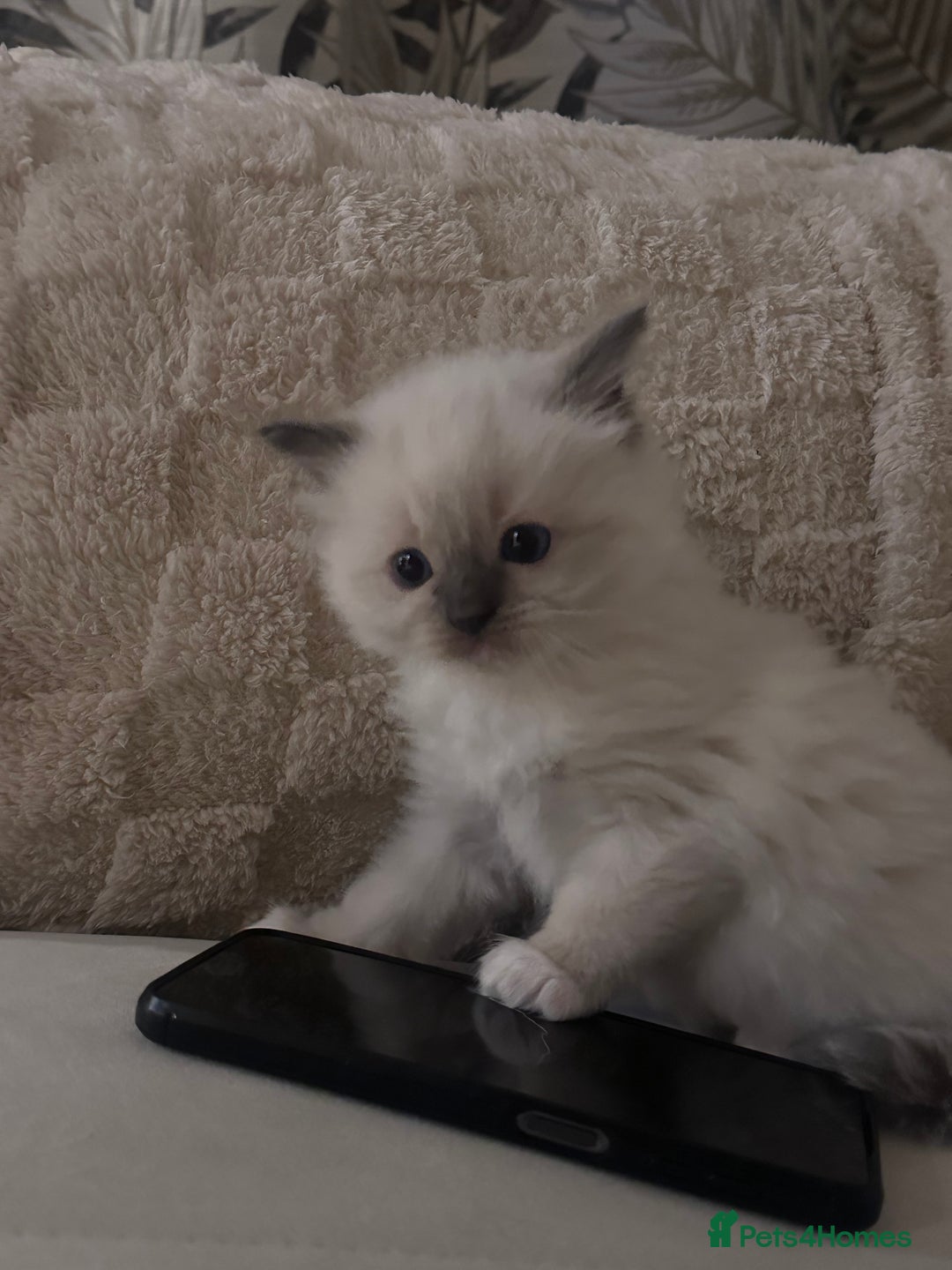 Ragdoll cats for sale: Mitted Blue Point Ragdoll  - Image 4