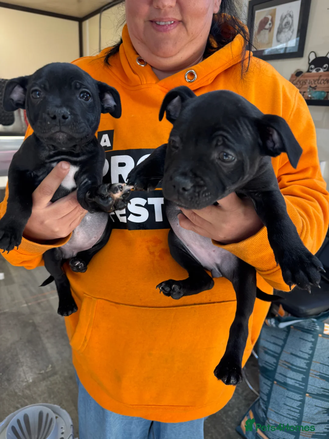 Staffordshire Bull Terrier dogs for sale: 3 girl Kc Staffordshire bull terrrier pups in Sevenoaks - Advert 2