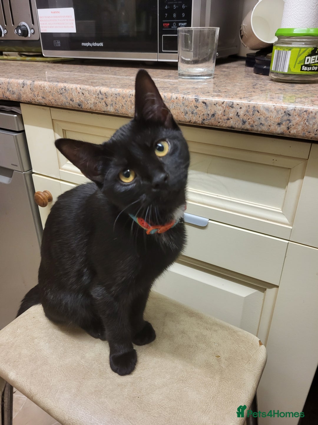 Mixed Breed cats for sale: gorgeous female kittens  - Image 6