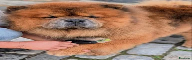 Male Chow Chow 