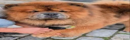 Chow Chow dogs for sale: Male Chow Chow  in Gerrards Cross - Advert 4