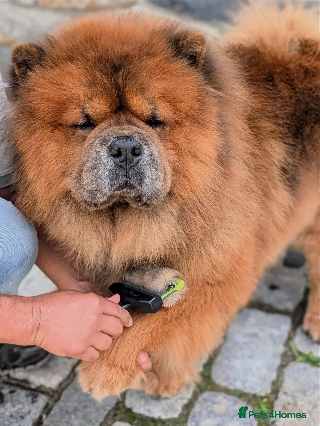 Chow Chow dogs for sale: Male Chow Chow  in Gerrards Cross - Advert 4