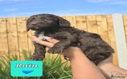 Sproodle dogs for sale: Gorgeous Chocolate Sproodle Puppies - Image 7
