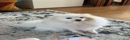 Pomeranian dogs for sale: Pomeranian for sale (female) in Aldershot - Advert 5