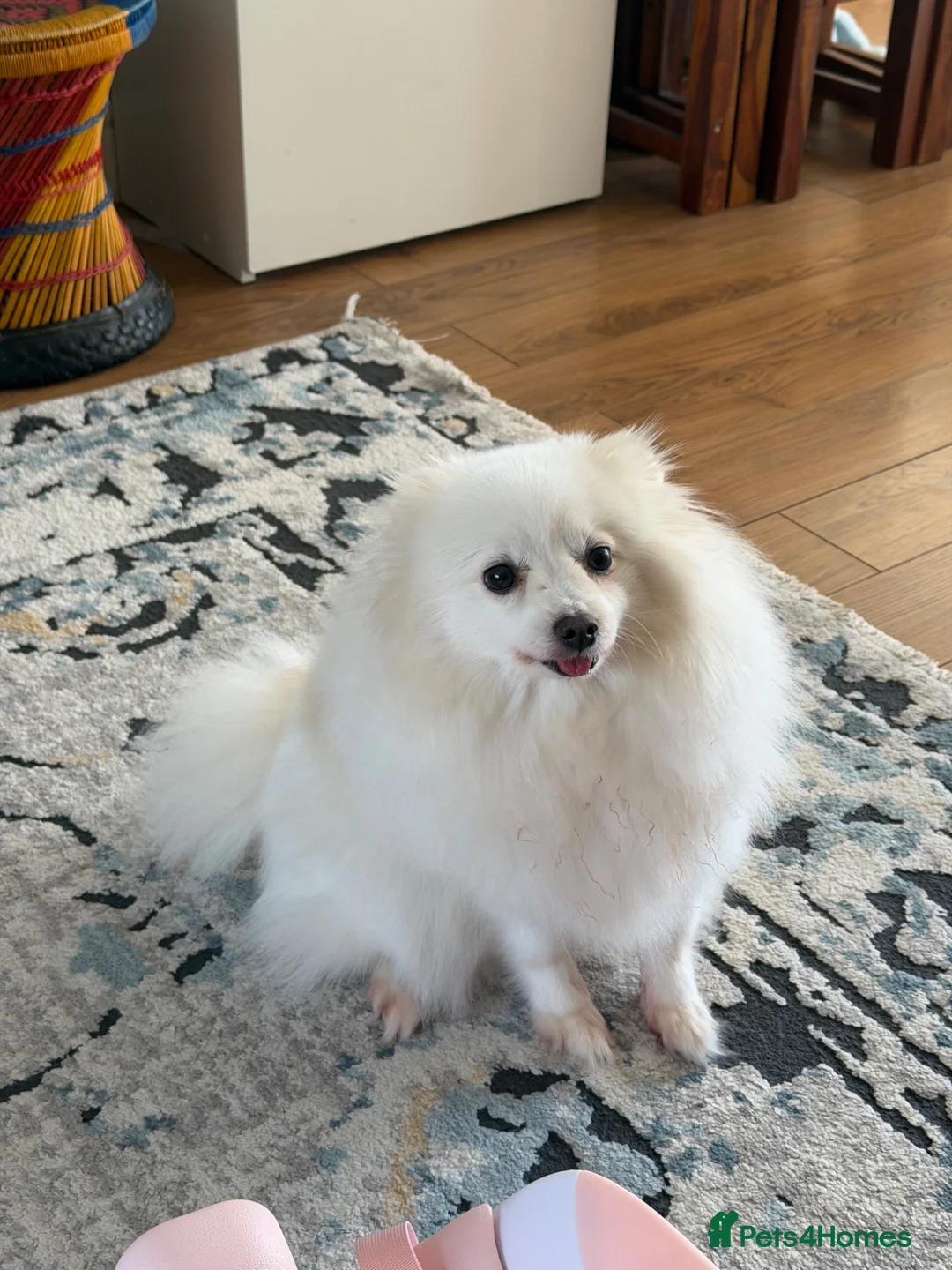 Pomeranian dogs for sale: Pomeranian for sale (female) in Aldershot - Advert 5