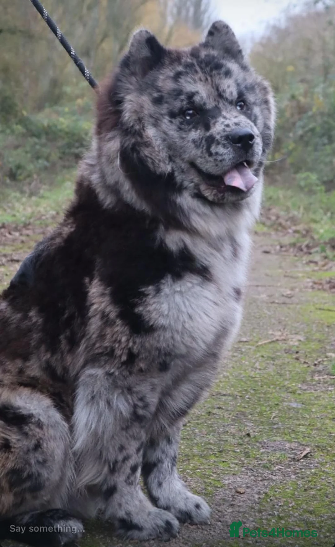 Chow Chow dogs for sale: Chow chow merle - Advert 2