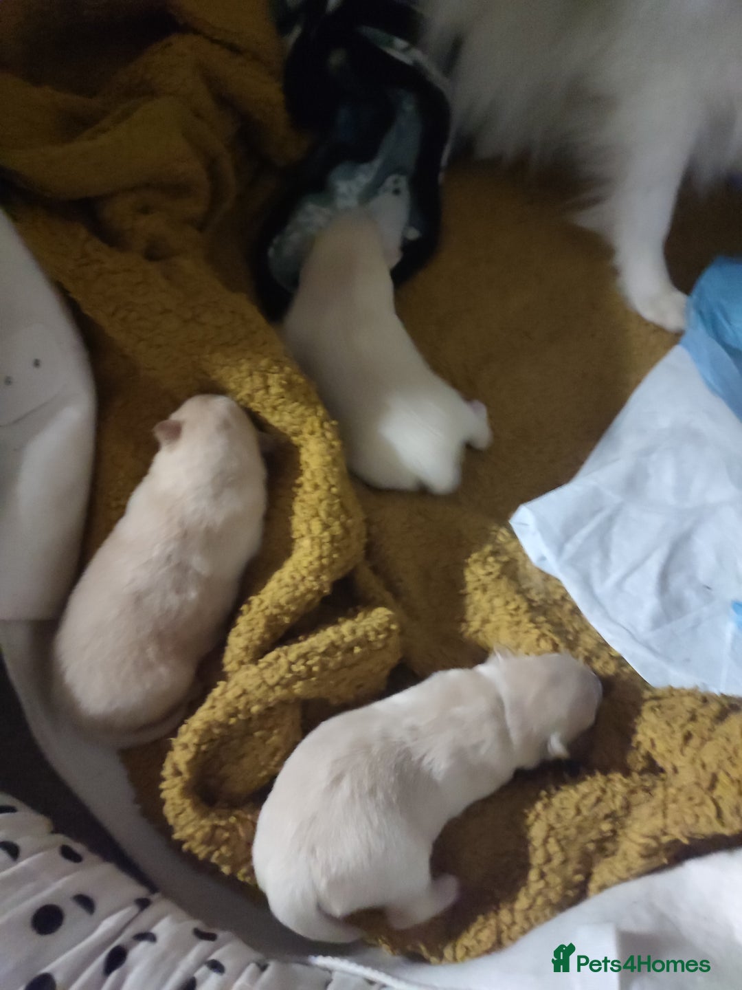 German Spitz dogs for sale: Unique Spitz puppies available in January  - Advert 7