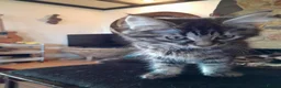 Mixed Breed cats for sale: 4 attractive Turkish Angora/Maine Coon kittens in Newquay - Advert 5