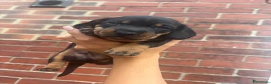 Miniature Dachshund 1