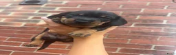 Miniature Dachshund dogs for sale: Miniature Dachshunds  - Advert 17