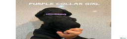 Cocker Spaniel dogs for sale: Working cocker spaniel puppies  - Advert 19