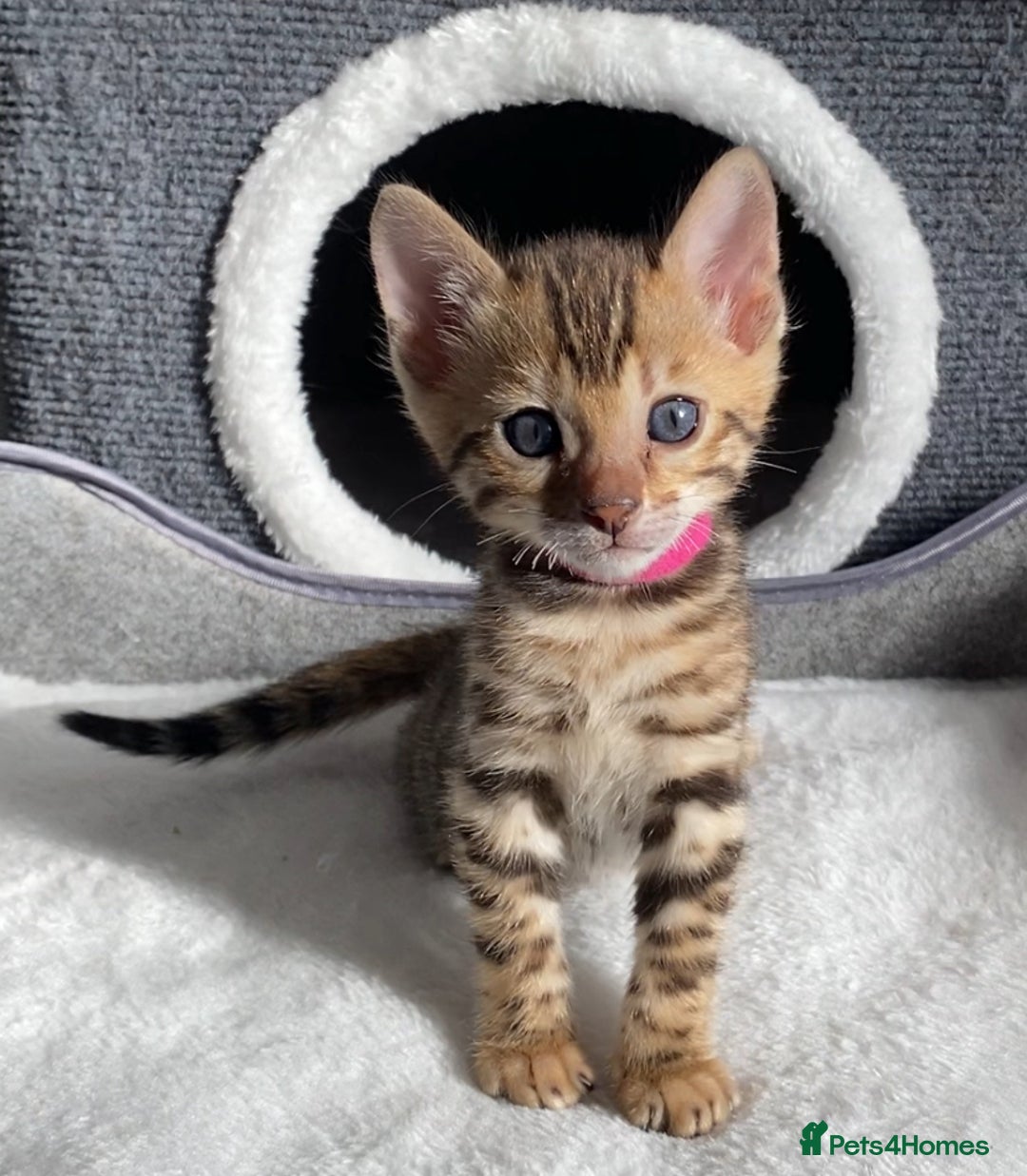 Bengal cats for sale: ⭐️ 1 LEFT!! - STUNNING TICA REG BENGAL CUBS ⭐️ - Image 17