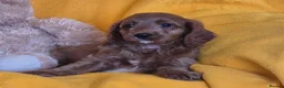 Cavapoo dogs for sale: Health checked Cavapoo puppies  - Advert 5