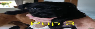 Patterdale Terrier 3