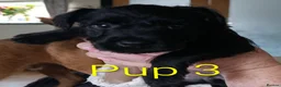Patterdale Terrier dogs for sale: 3 stunning patterdales ready for new homes - Advert 9