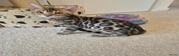 Bengal cats for sale: Stunning Pedigree Bengal Kittens - Advert 16