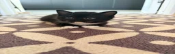 Mixed Breed cats for sale: 5 British Shorthair cross kittens. Ready now - Advert 2