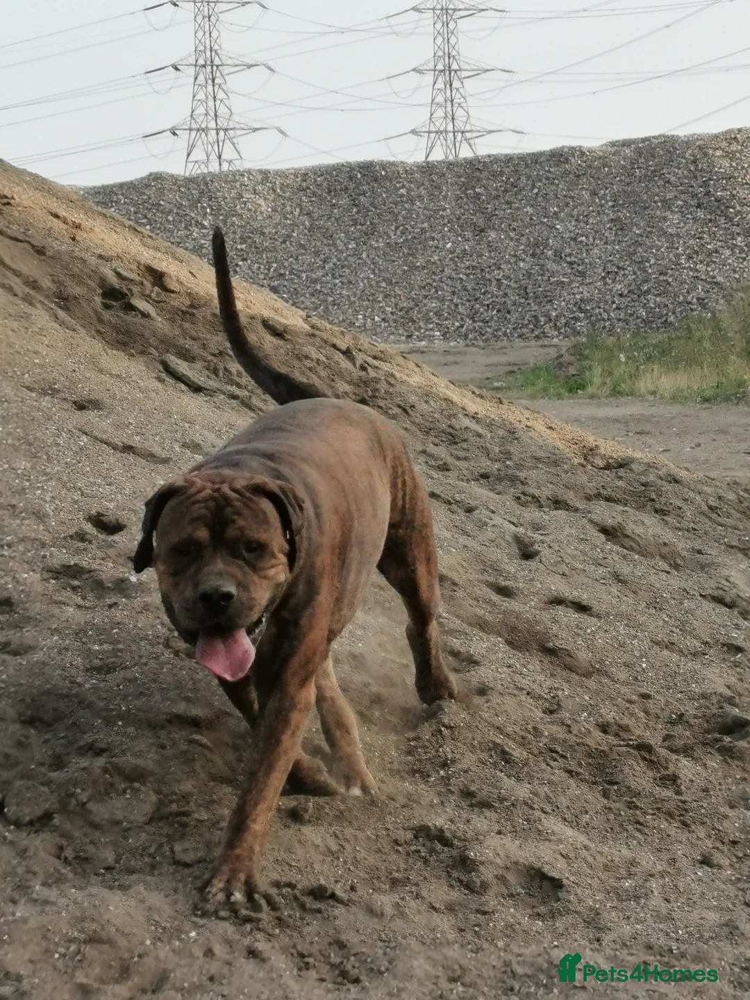 Mixed Breed dogs for sale: American bulldog mastiff cross puppies for sale - Advert 11