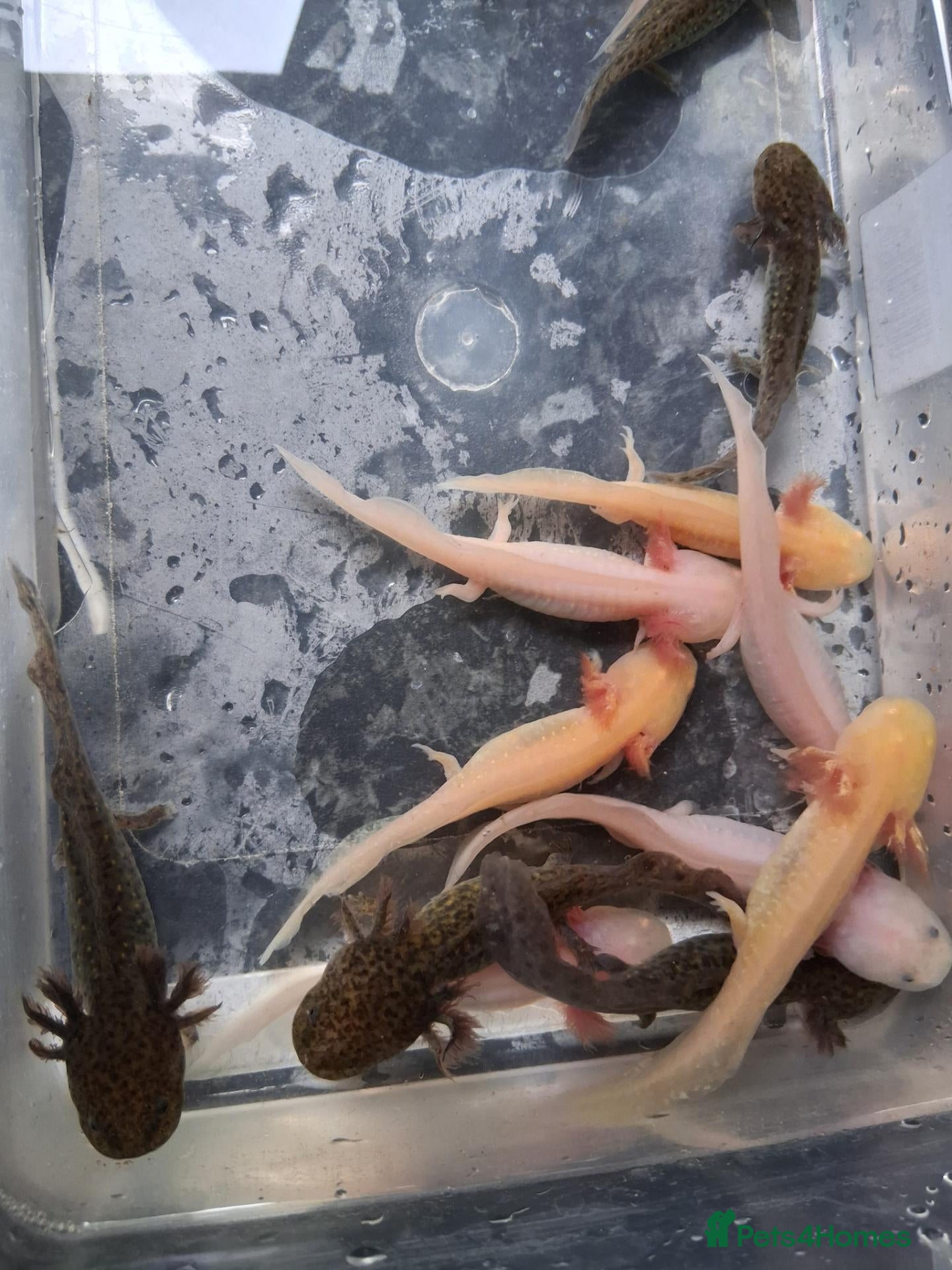 Axolotl reptiles Juvie Axolotls Asstd Colours - Pls read for prices - Advert 5