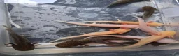 Axolotl reptiles for sale: Juvie Axolotls Asstd Colours - Pls read for prices - Advert 4