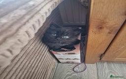 British Shorthair cats for sale: BEAUTIFUL BRITISH LONGHAIR/SHORTHAIR KITTENS - Image 7