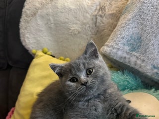 British Shorthair cats - Advert 7