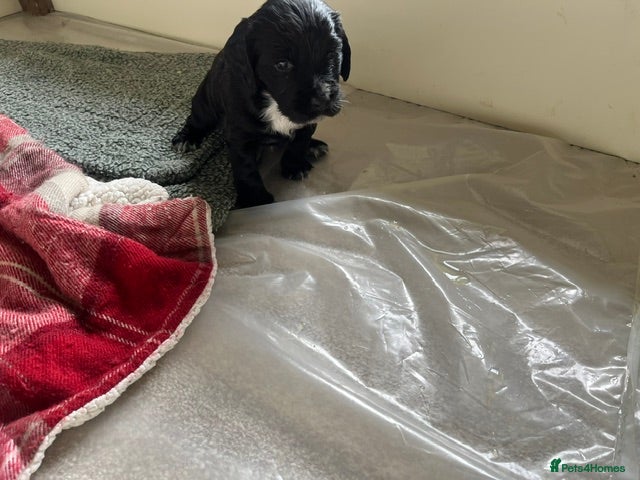 Sprocker dogs for sale: Healthy, lively Cocker Spaniel/Sprocker Puppies in Umberleigh - Advert 4