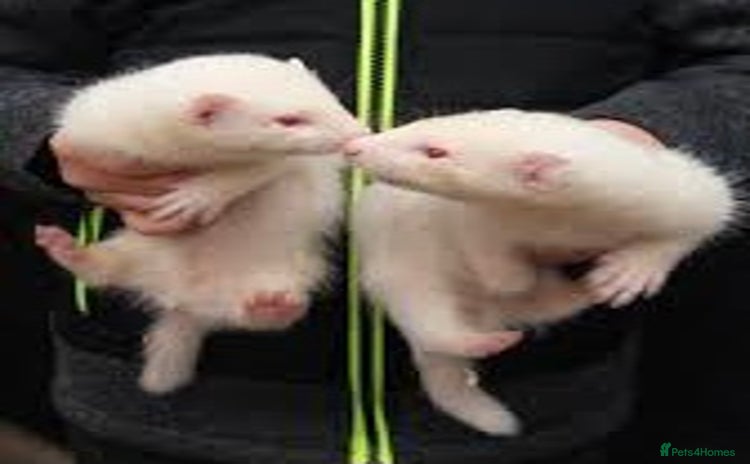 Ferret rodents - Advert 3